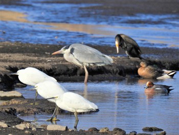 2020年3月5日(木) 大沼親水公園の野鳥観察記録