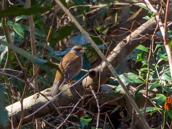 Pale Thrush Yatoyama Park Thu, 3/5/2020