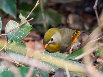 Red-billed Leiothrix Yatoyama Park Thu, 3/5/2020