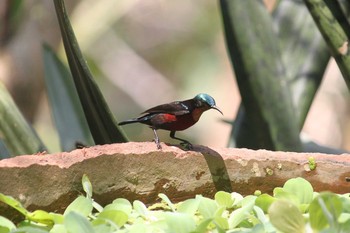 Purple-throated Sunbird trat thailand Fri, 3/18/2016