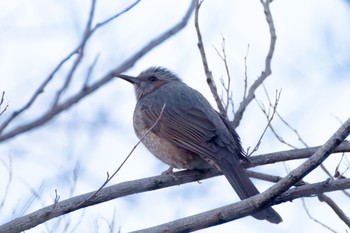 Brown-eared Bulbul Unknown Spots Unknown Date