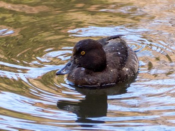 Tufted Duck Yatoyama Park Thu, 3/5/2020