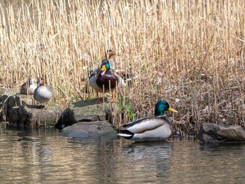 マガモ 座間谷戸山公園 2020年3月5日(木)