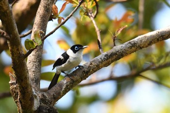 Tue, 10/15/2019 Birding report at Iron Range National Park