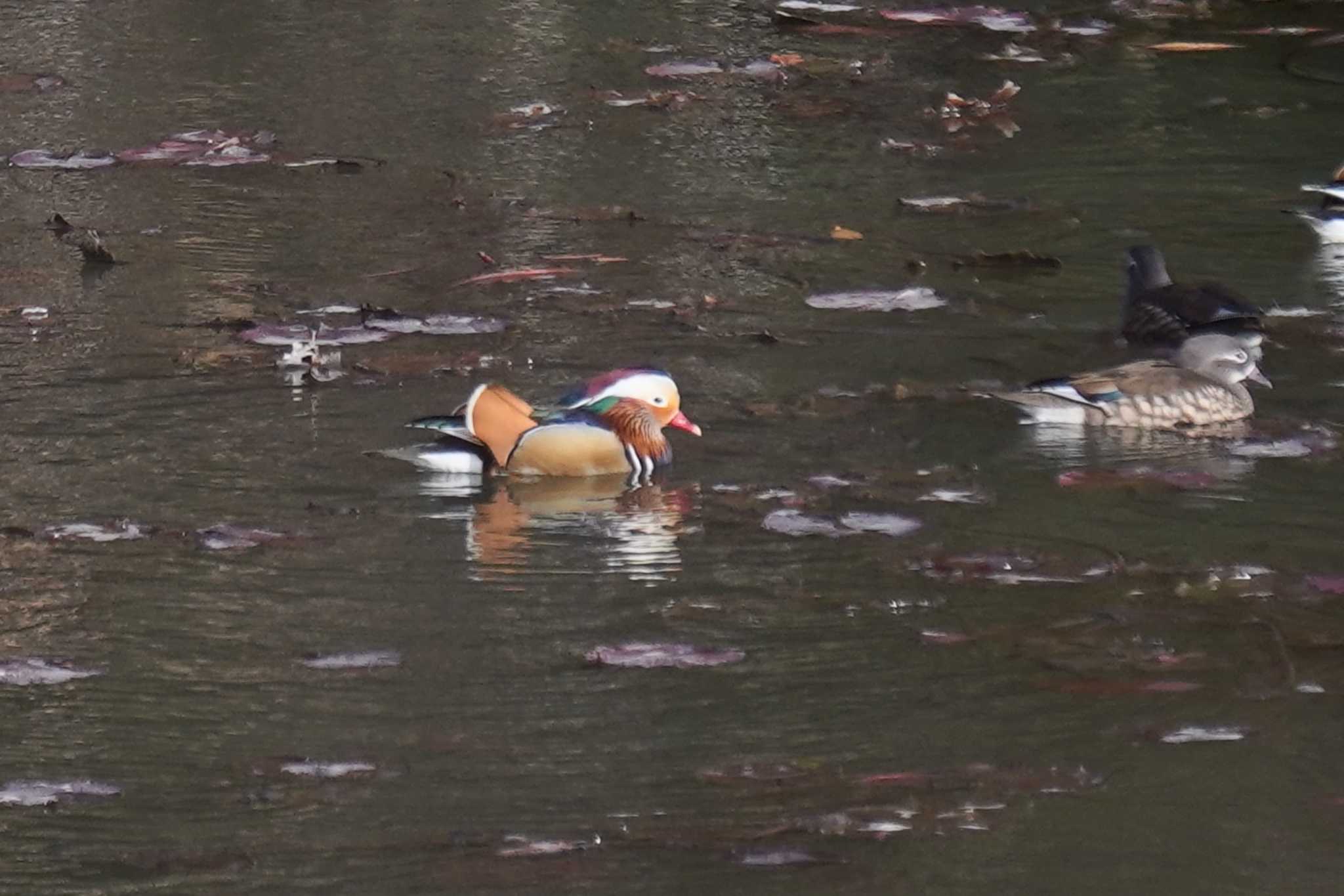 Photo of Mandarin Duck at 兵庫県 by nearco