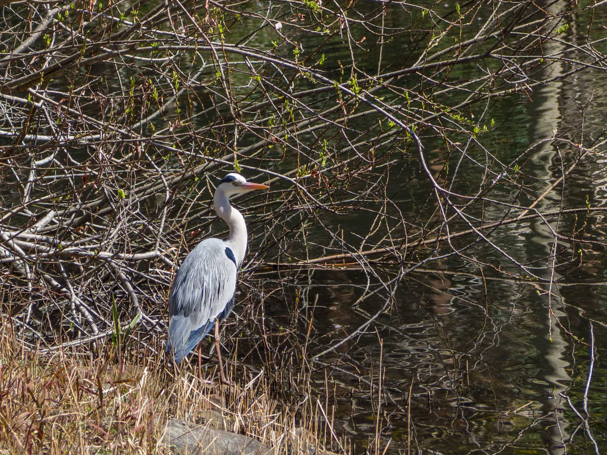 座間谷戸山公園 アオサギの写真 by Tosh@Bird