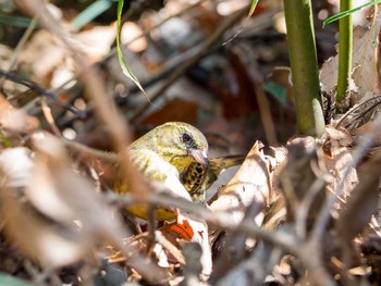 Masked Bunting Yatoyama Park Thu, 3/5/2020