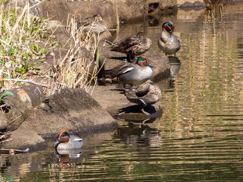 Eurasian Teal Yatoyama Park Thu, 3/5/2020