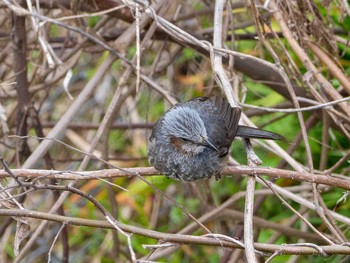 Brown-eared Bulbul Yatoyama Park Thu, 3/5/2020