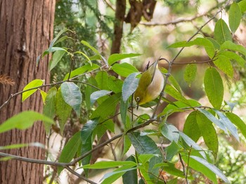 Warbling White-eye Yatoyama Park Thu, 3/5/2020