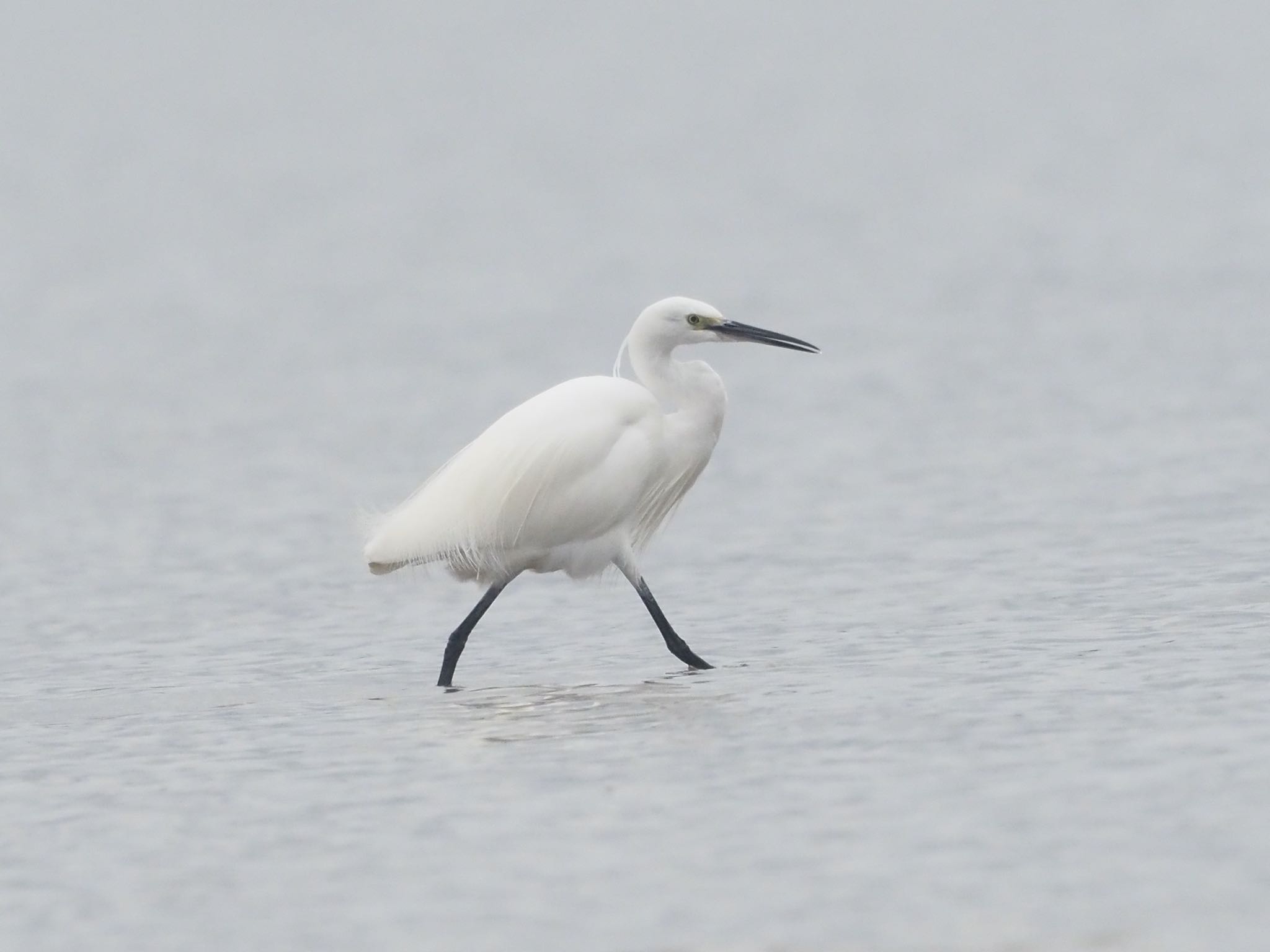 Medium Egret