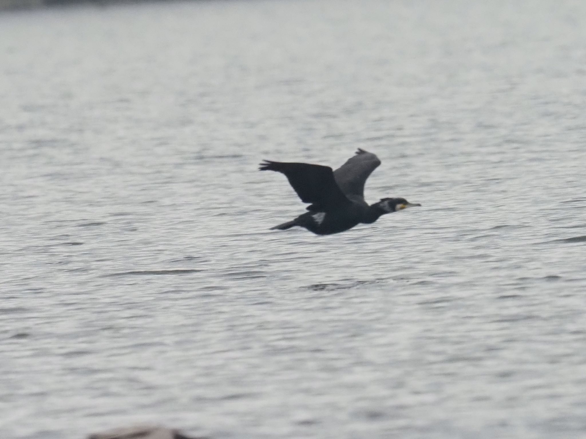 Photo of Japanese Cormorant at 和白干潟 by okamooo