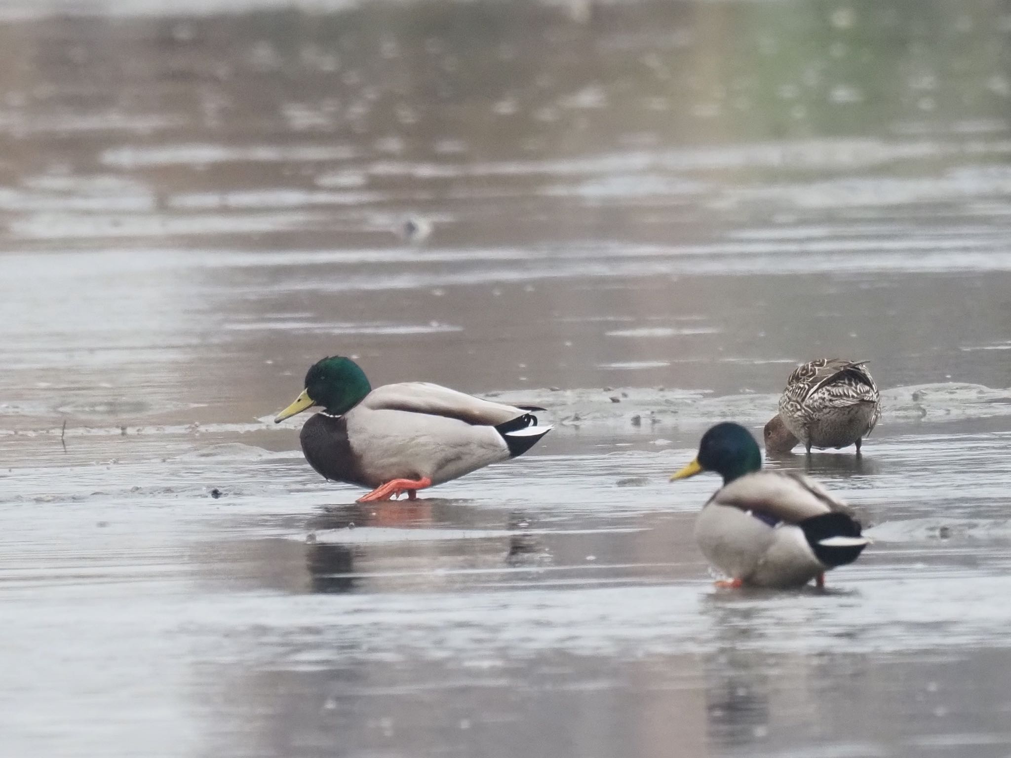 Photo of Mallard at 和白干潟 by okamooo