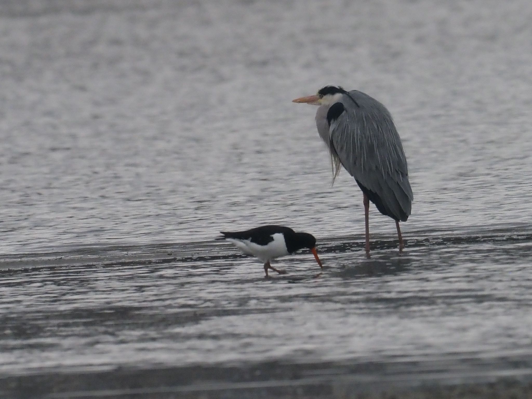 Photo of Grey Heron at 和白干潟 by okamooo