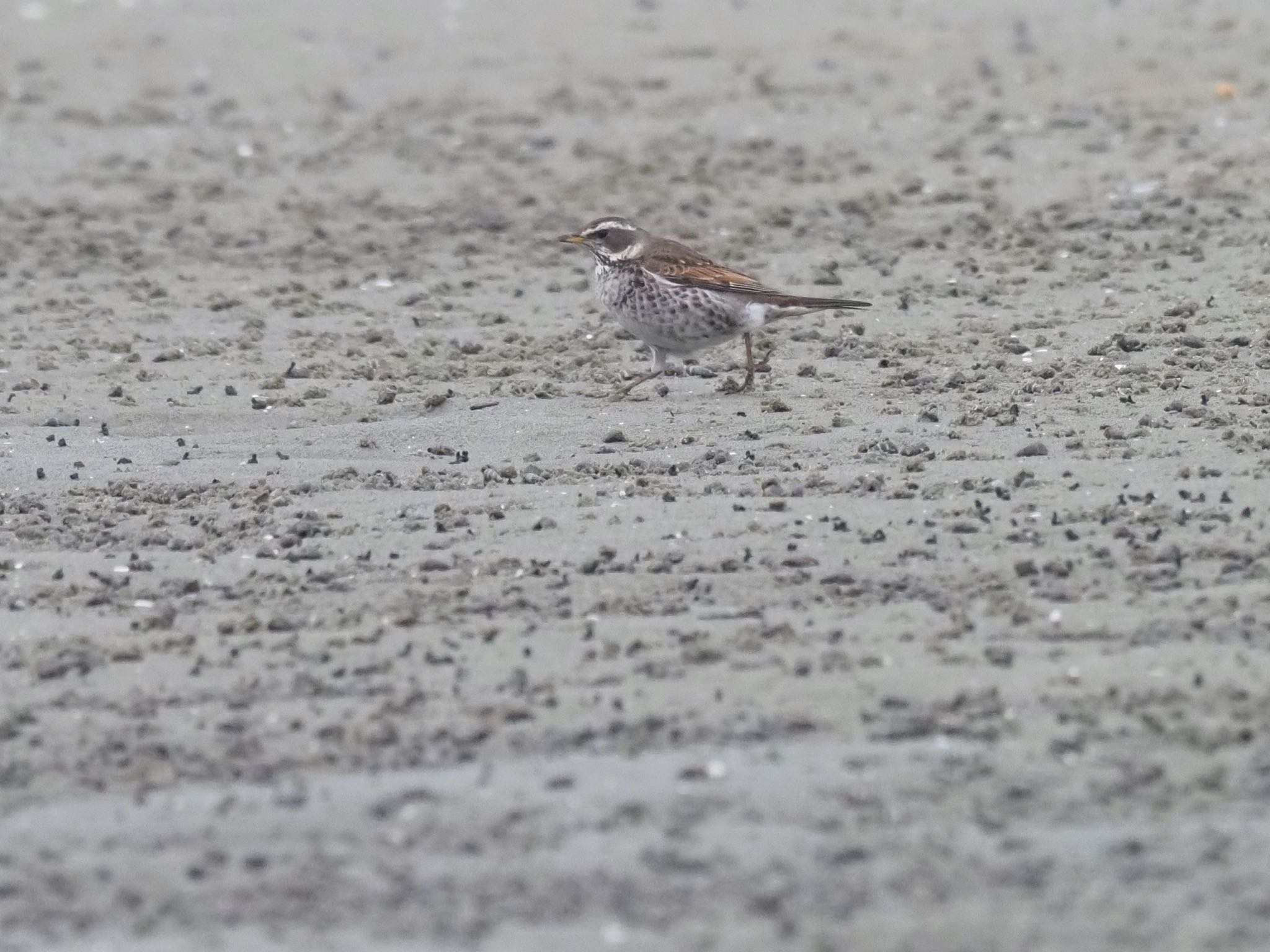 Photo of Dusky Thrush at 和白干潟 by okamooo