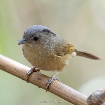 Brown-cheeked Fulvetta Phu Khiao Wildlife Sanctuary Tue, 2/11/2020