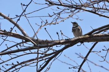 Dusky Thrush Unknown Spots Unknown Date