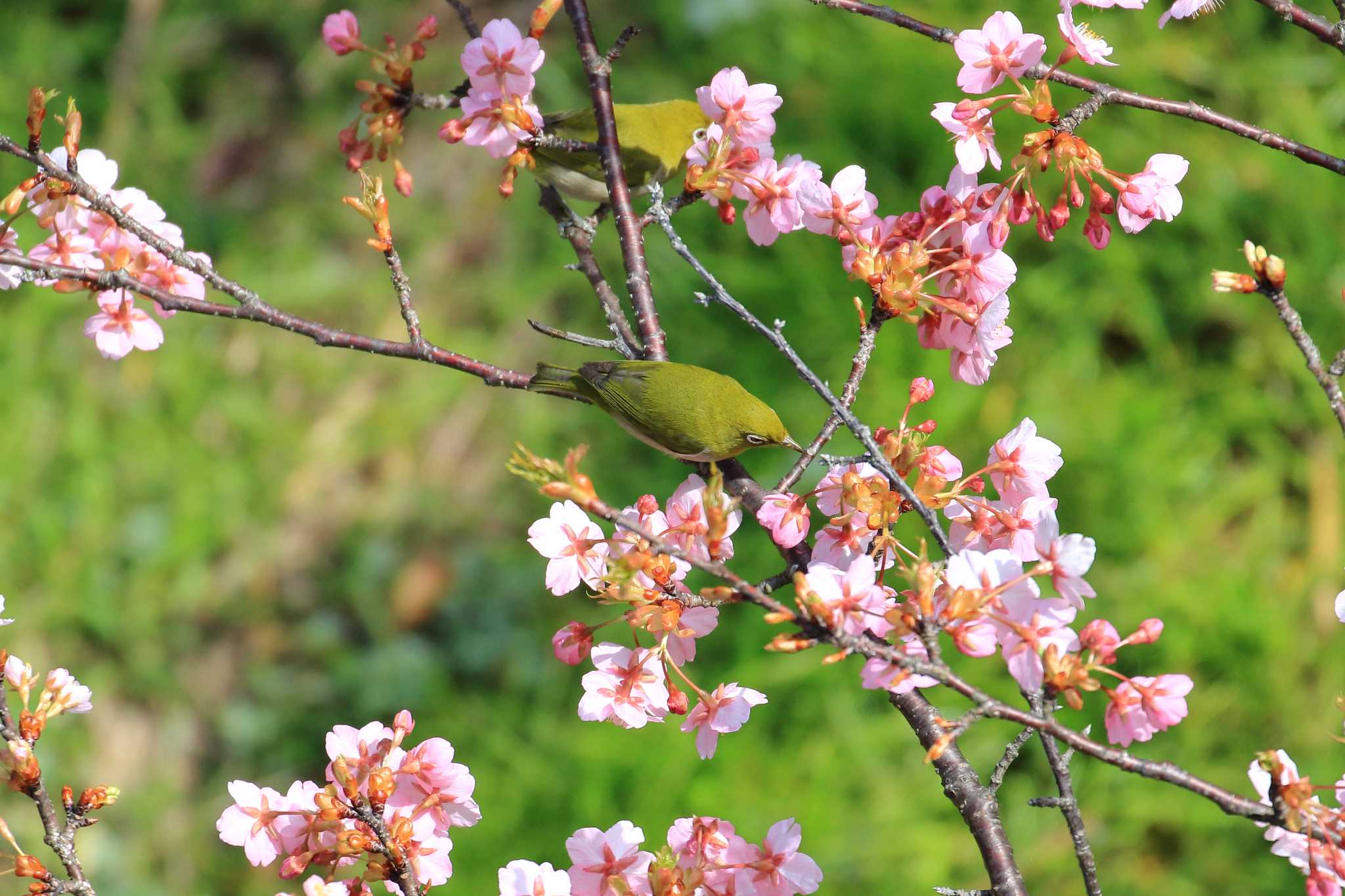 山田池公園 メジロの写真 by 明石のおやじ