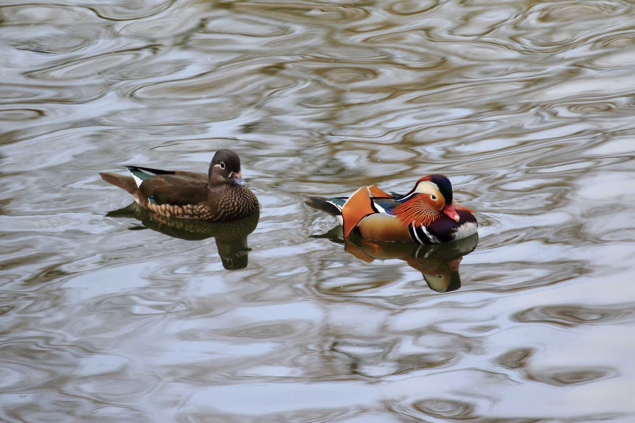 山田池公園 オシドリの写真 by 明石のおやじ