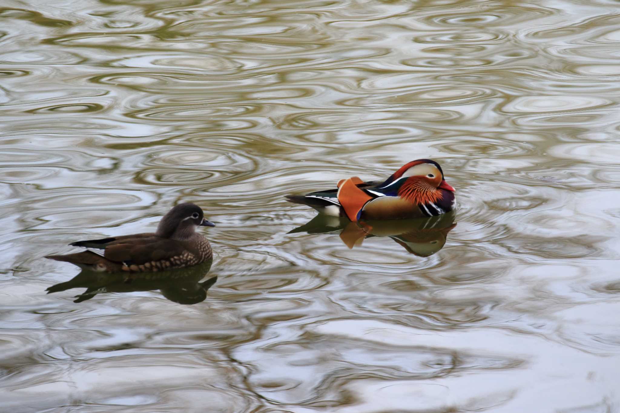 山田池公園 オシドリの写真 by 明石のおやじ