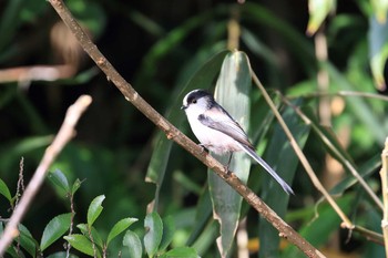 Plain-mantled Tit-Spinetail