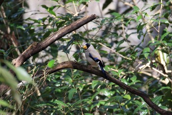 Sun, 3/1/2020 Birding report at 山田池公園