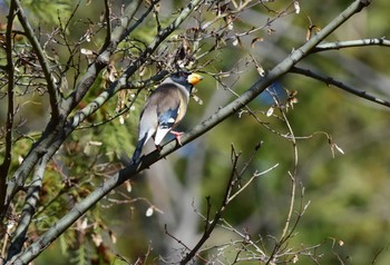 2020年1月30日(木) 光が丘公園の野鳥観察記録