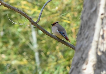 2020年2月29日(土) 秋ヶ瀬公園の野鳥観察記録