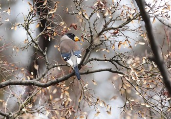 2020年2月22日(土) 光が丘公園の野鳥観察記録