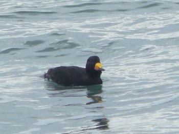 2020年3月5日(木) 湘南の野鳥観察記録