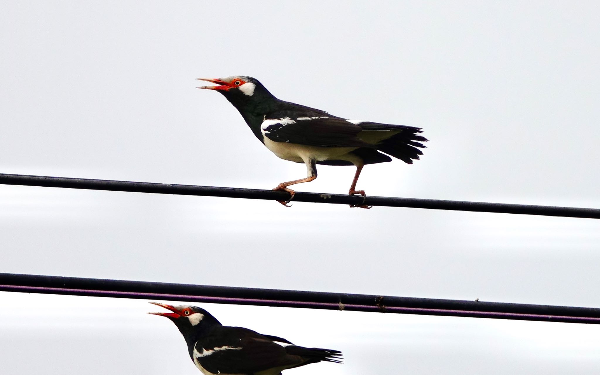 Photo of Siamese Pied Myna at タイ中部 by のどか