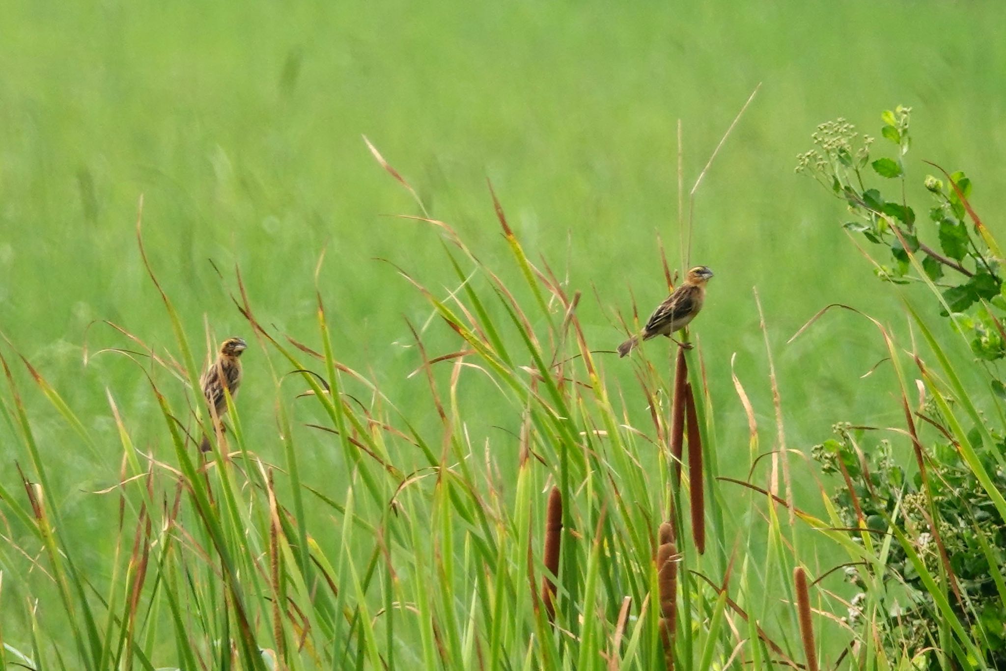 Photo of Asian Golden Weaver at タイ中部 by のどか