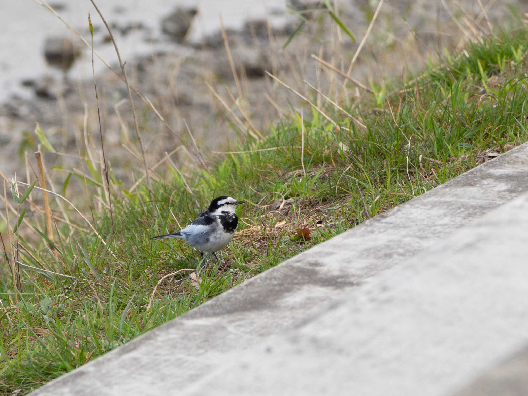 Photo of White Wagtail at 境川遊水地公園 by Tosh@Bird