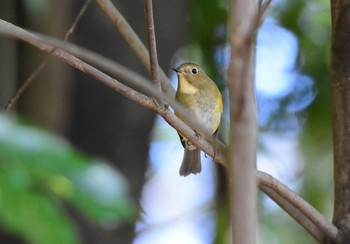 2020年1月30日(木) 石神井公園の野鳥観察記録