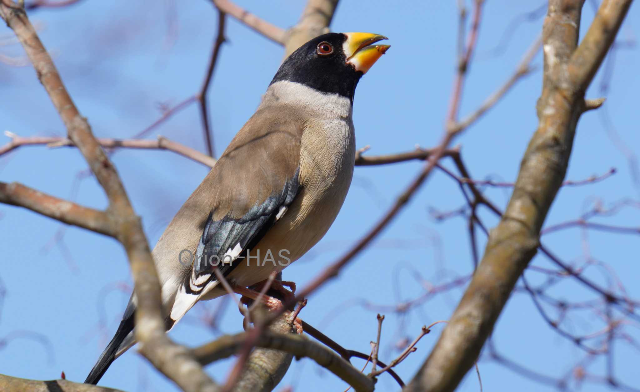 α7R4 + SONY ヨンニッパ + 2倍　800mm　6100万画素 で撮影 by Orion-HAS