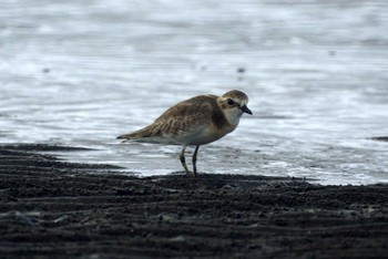 Greater Sand Plover 千葉県 Sun, 9/8/2019