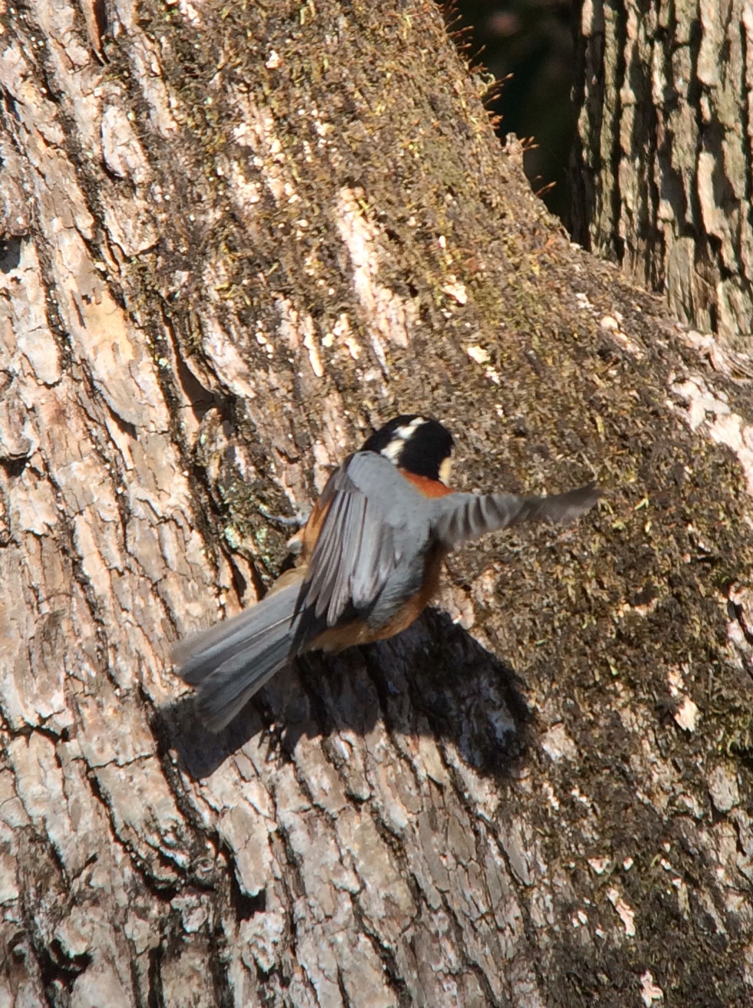 Photo of Varied Tit at 馬見丘陵公園 by  takatang