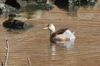 Black-necked Grebe 大室公園 Tue, 3/3/2020