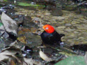 Red-capped Manakin コスタリカ Unknown Date