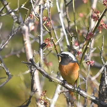 Daurian Redstart 岐阜市 Sun, 3/1/2020