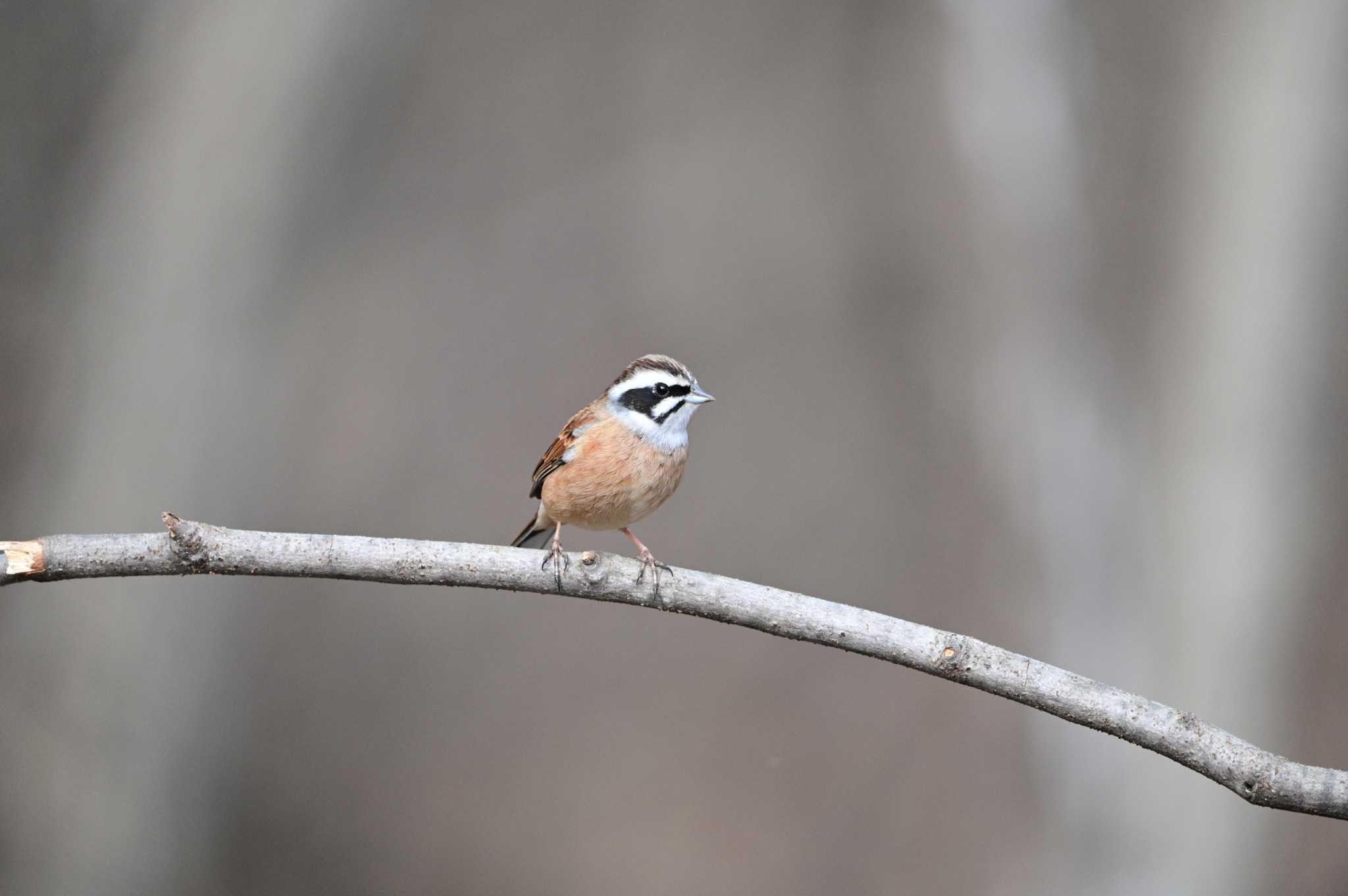 Meadow Bunting