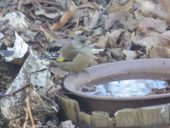 Grey-capped Greenfinch 長野県軽井沢町 Fri, 3/6/2020