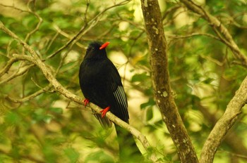 Malagasy Bulbul