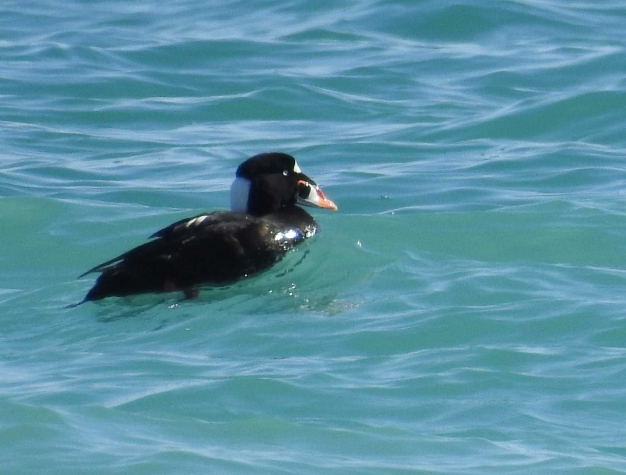 Photo of Surf Scoter at 七里ヶ浜 by めぐ