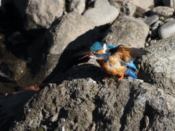 Common Kingfisher Unknown Spots Fri, 3/6/2020