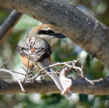 Fri, 3/6/2020 Birding report at 兵庫島公園