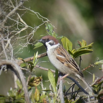 Eurasian Tree Sparrow 兵庫島公園 Fri, 3/6/2020