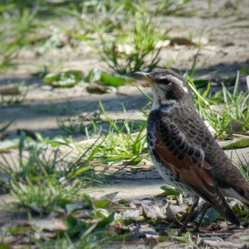 Dusky Thrush 兵庫島公園 Fri, 3/6/2020