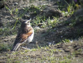 Dusky Thrush 兵庫島公園 Fri, 3/6/2020