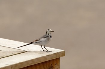 White Wagtail 三木公園 Mon, 2/22/2016